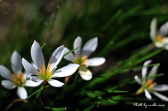 庭のお花
