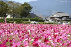 カラフルなじゅうたん