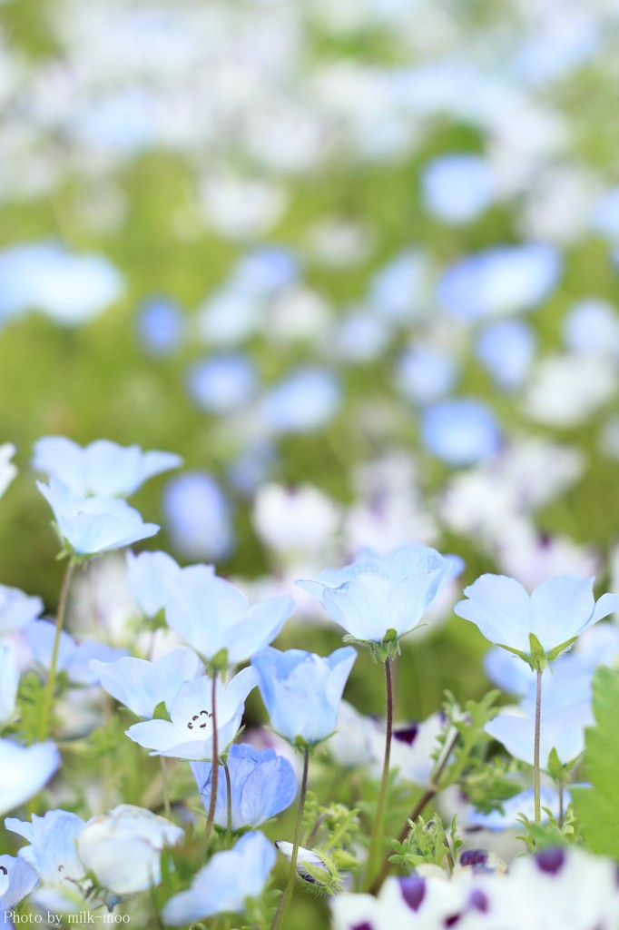 Flower Shower❀☂