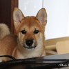柴わんこwithハンガー