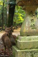 にょきっ