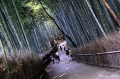 竹林の小径