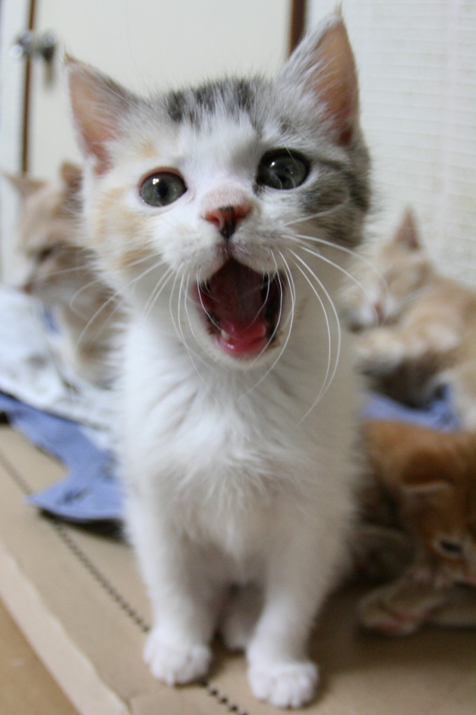 はなちゃん！　ハーイ