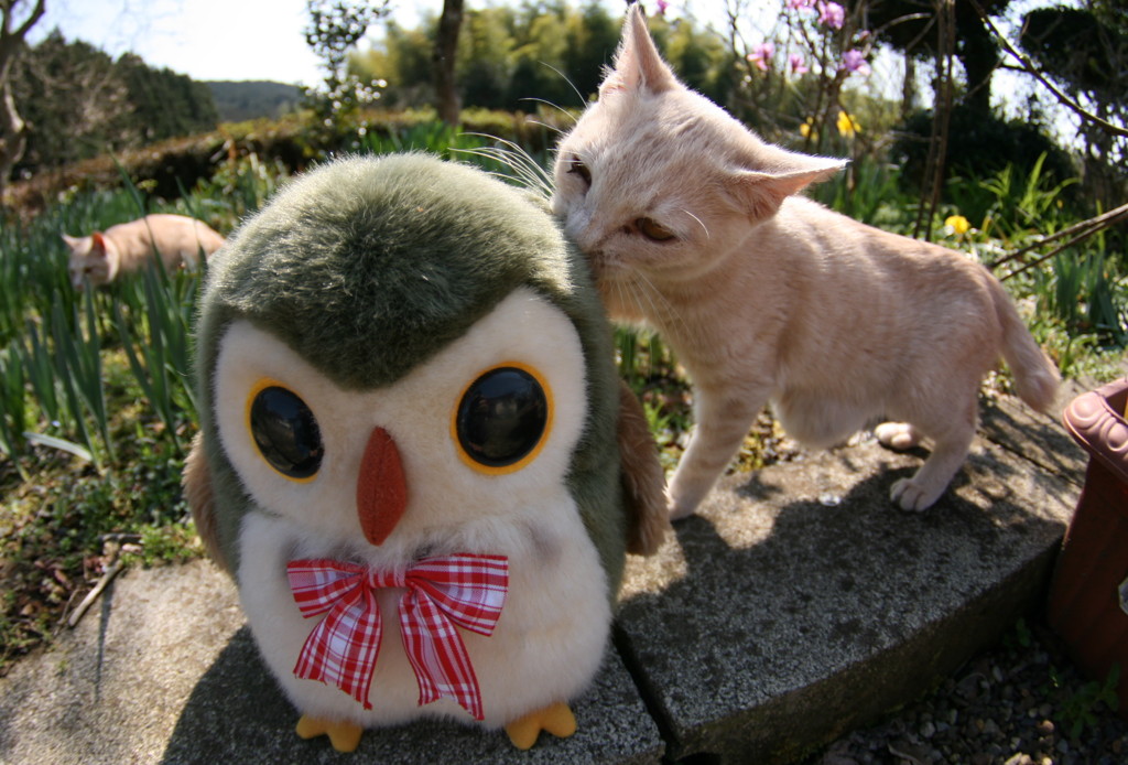 フクロウさんスキ！