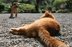 なんだ猫か？