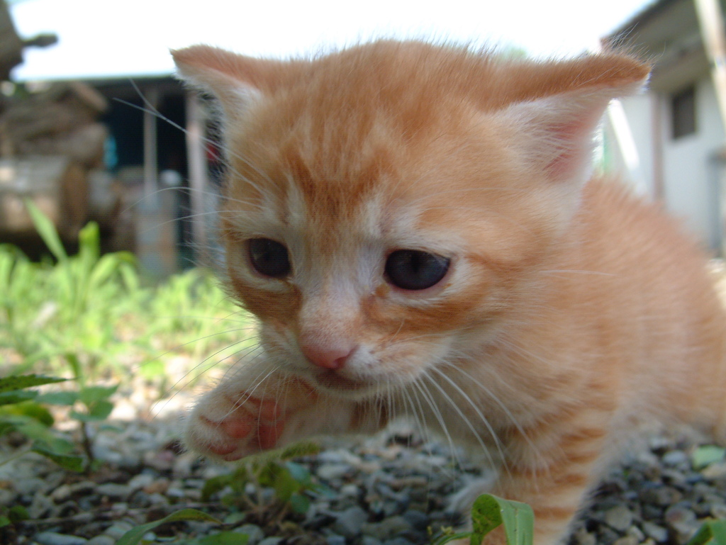 ゴンちゃん初めの一歩