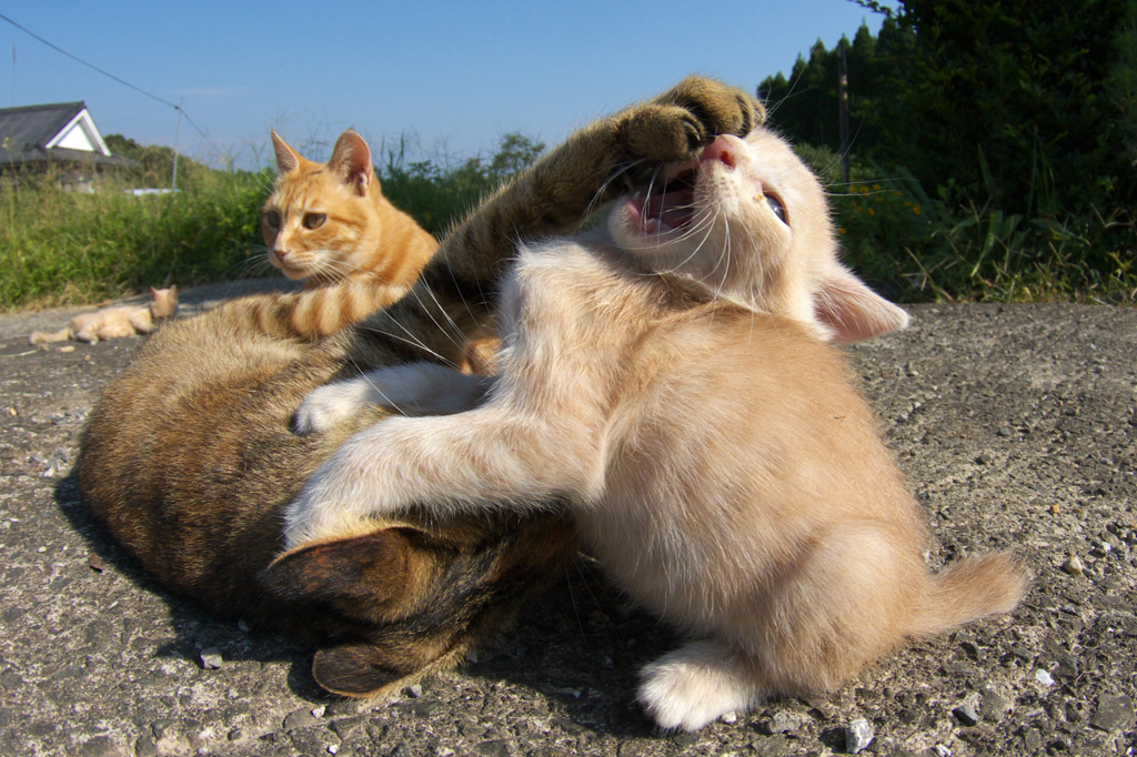 にゃろめ～ 猫パンチ！