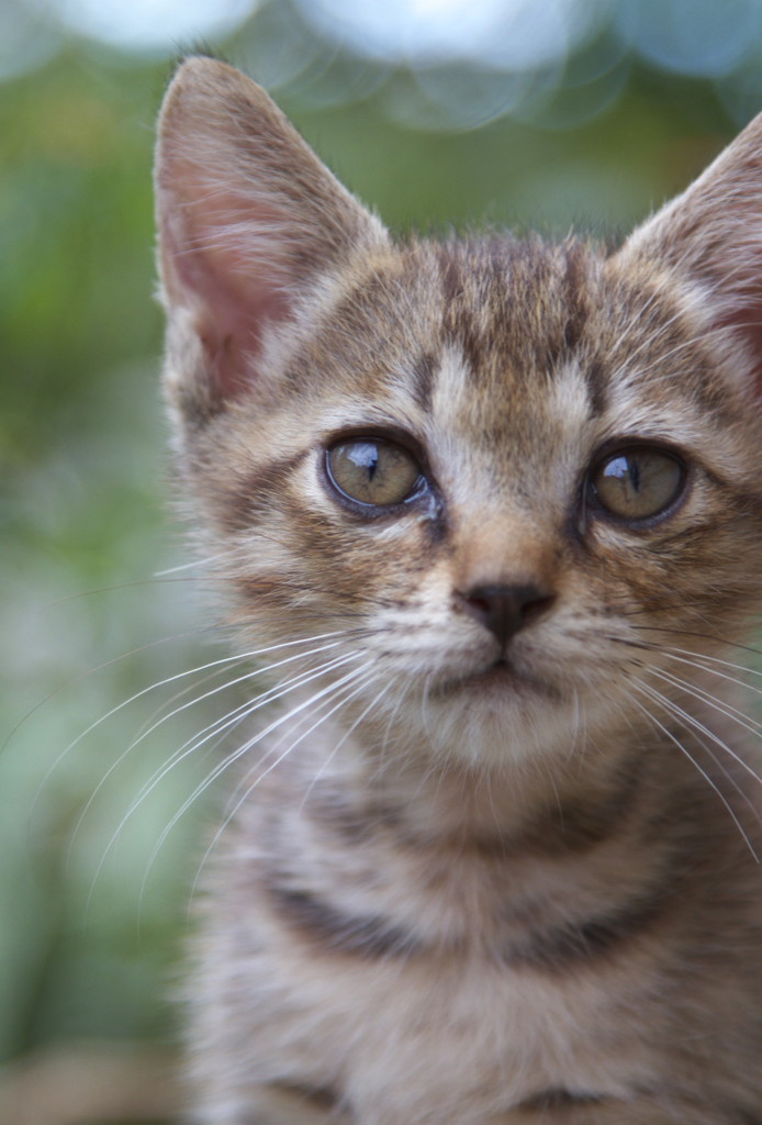 吾輩は子猫である、名前はまだニャイ！