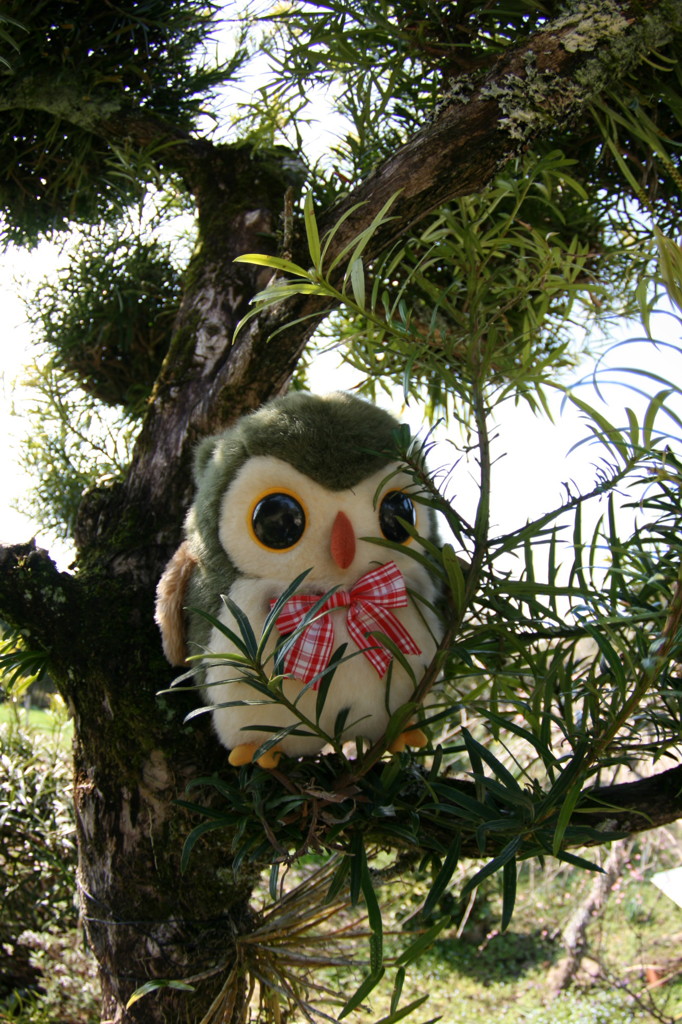 あっ！フクロウだ　（猫の視線）