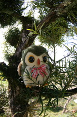 あっ！フクロウだ　（猫の視線）