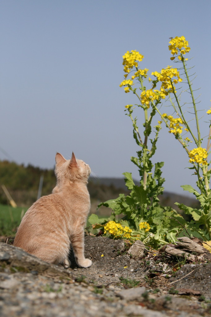 春はやっぱりお花見よね～