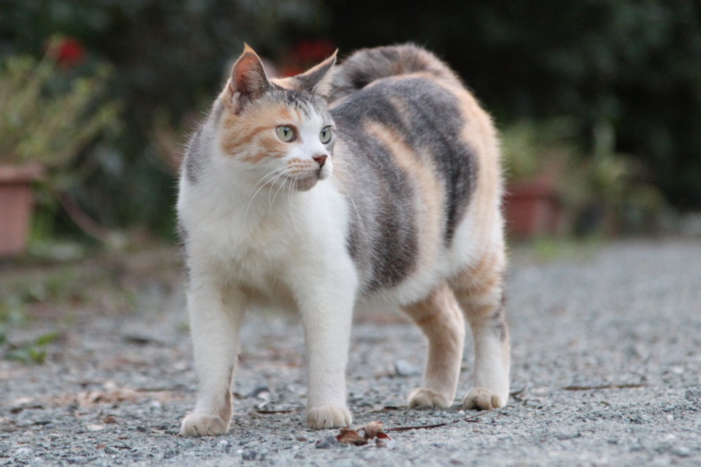 今日のはなちゃん