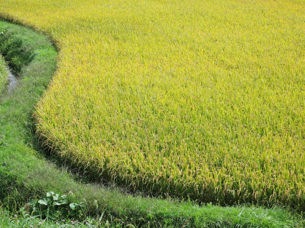 畑のくねくね道