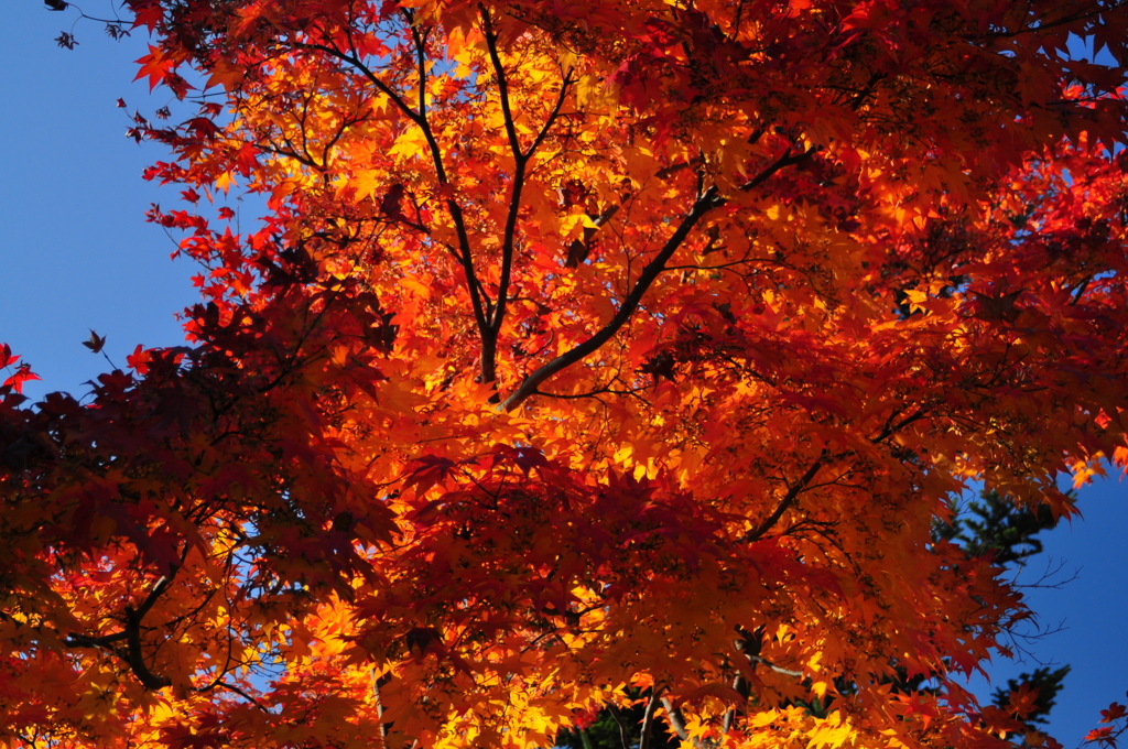 紅葉