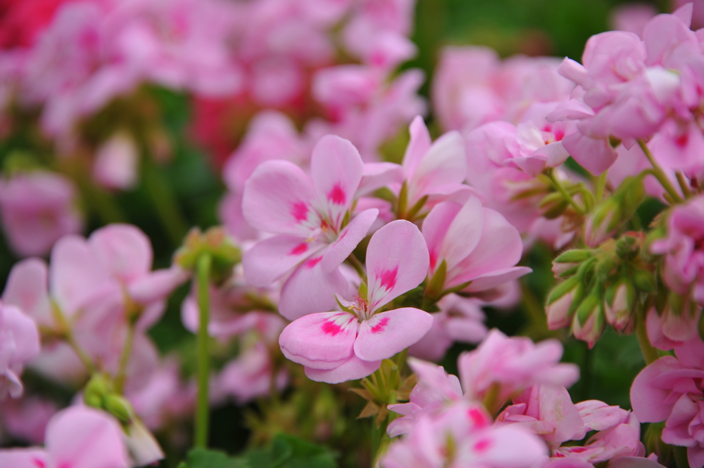 綺麗な花