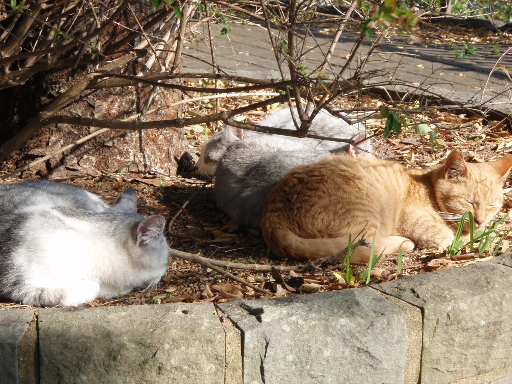 長崎の猫たち