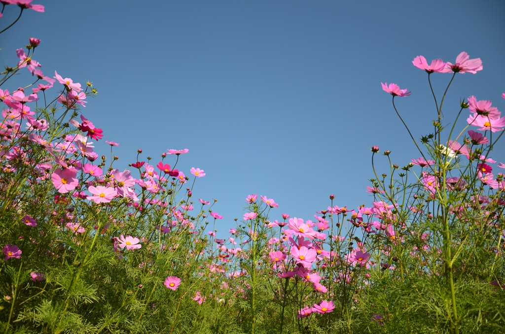 秋桜の主張