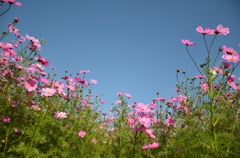 秋桜の主張