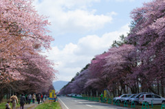 二十間道路桜並木