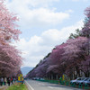 二十間道路桜並木