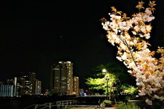 今更だけど佃島の夜桜