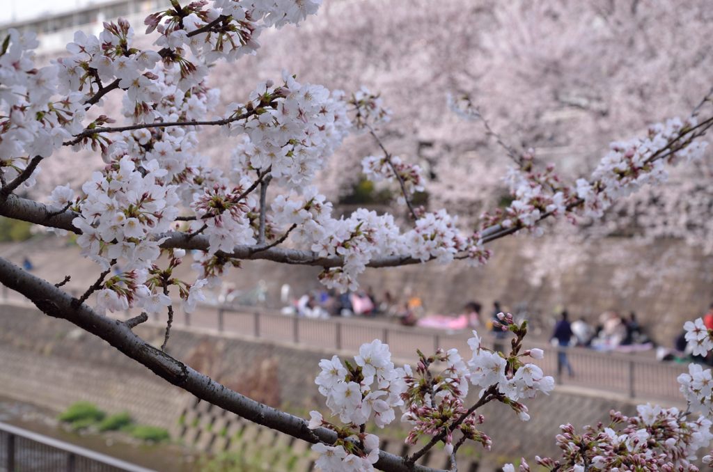 お花見