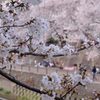お花見