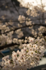 朝桜