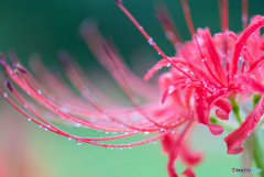 Red spider lily