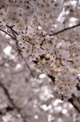 光浴びる花びら