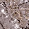 光浴びる花びら