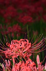 DSC_5753_e