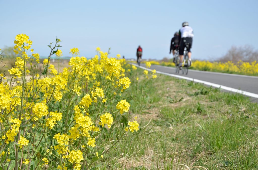 お花見サイクリング2