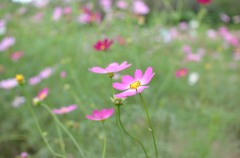 DSC_5667_e