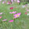 DSC_5667_e
