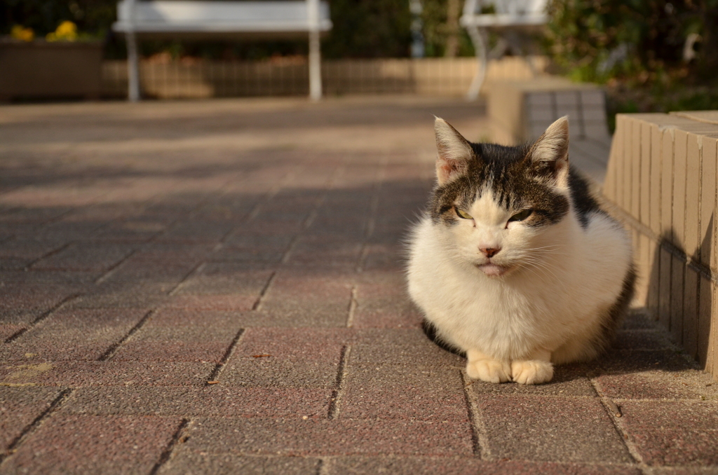 ひなたぼっこ