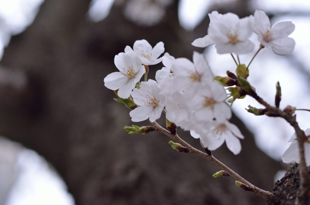 出番待ちの新芽