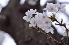 出番待ちの新芽