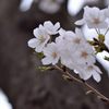出番待ちの新芽