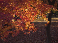 紅葉