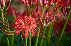 DSC_5762_e