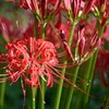 DSC_5762_e