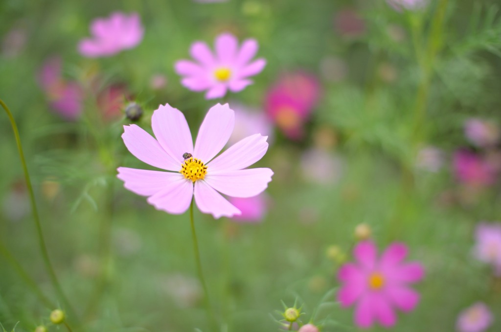 DSC_5675_e