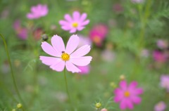 DSC_5675_e