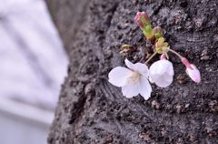 幹桜