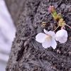 幹桜
