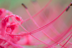 Red spider lily