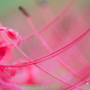 Red spider lily