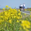 お花見サイクリング1