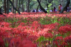 DSC_5771_e